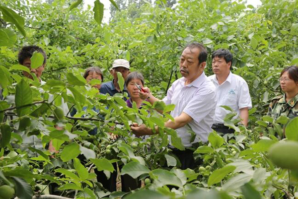 图为李保国在田间为农户解说核桃莳植适用手艺。